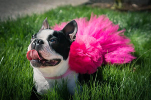 Hot Pink Dog Tutu Skirt (XS)