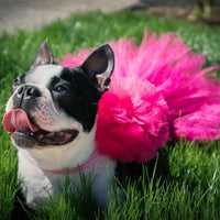 Hot Pink Dog Tutu Skirt (XS)