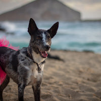 Hot Pink Dog Tutu Skirt (XS)