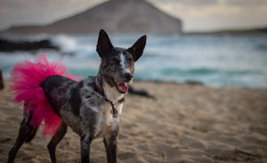 Hot Pink Dog Tutu Skirt (XS)