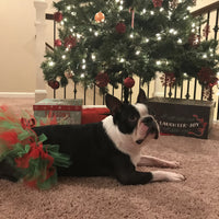 Red and Green Christmas Dog Tutu Skirt (XS)