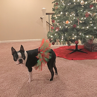 Red and Green Christmas Dog Tutu Skirt (XS)