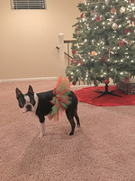 Red and Green Christmas Dog Tutu Skirt (XS)
