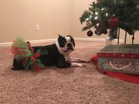 Red and Green Christmas Dog Tutu Skirt (XS)
