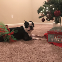 Red and Green Christmas Dog Tutu Skirt (XS)