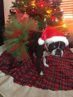 Red and Green Christmas Dog Tutu Skirt (XS)
