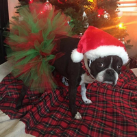 Red and Green Christmas Dog Tutu Skirt (XS)