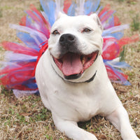 Red/White/Blue 4th Of July Dog Tutu Skirt (XS)