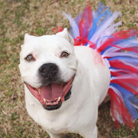 Red/White/Blue 4th Of July Dog Tutu Skirt (XS)