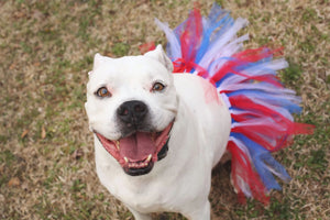 Red/White/Blue 4th Of July Dog Tutu Skirt (XS)