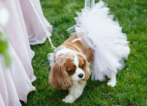 White Bridal Dog Tutu Skirt (XS)