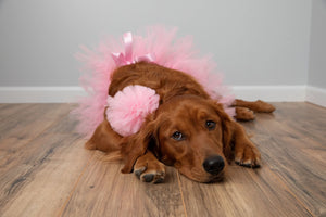 Light Pink Dog Tutu Skirt (XS)