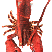 Lobster with Claws 18" Ocean Plush Stuffed Animal