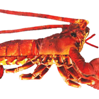 Lobster with Claws 18" Ocean Plush Stuffed Animal