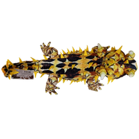 Horned Lizard 21.65" Desert Plush Stuffed Animal