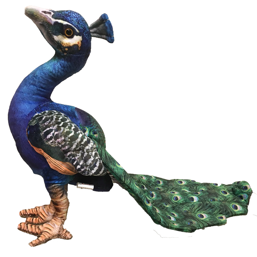 Peacock 18