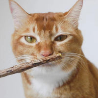 Matatabi Dental Sticks
