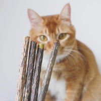 Matatabi Dental Sticks
