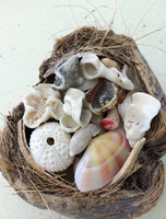 Seashell Treasures Puzzle
