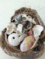 Seashell Treasures Puzzle
