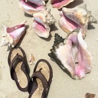 Finding Conch Puzzle