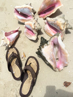 Finding Conch Puzzle
