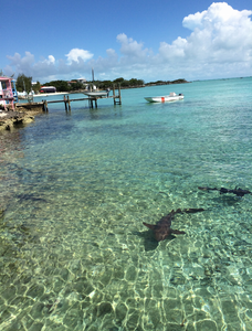 Shark in the Abacos Puzzle