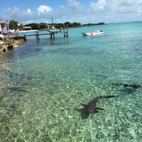 Shark in the Abacos Puzzle