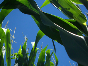 Indiana Corn Puzzle