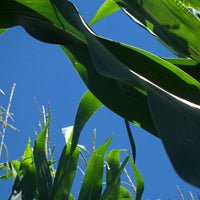 Indiana Corn Puzzle