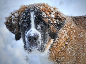 Winter Coat Puzzle