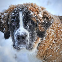 Winter Coat Puzzle