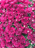 Fall Mums Puzzle
