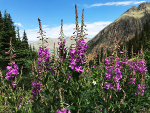 Stony Pass Wildflowers Puzzle