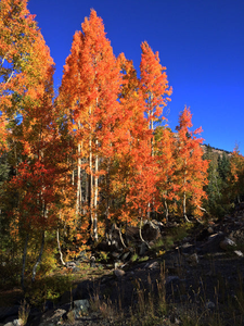 Aspen in Orange Puzzle