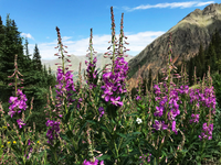 Stony Pass Wildflowers Puzzle
