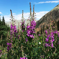 Stony Pass Wildflowers Puzzle