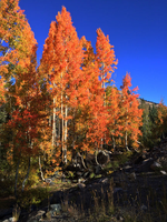 Aspen in Orange Puzzle
