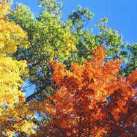 Fall Colors Puzzle