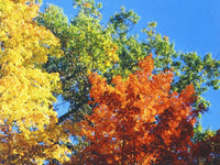 Fall Colors Puzzle
