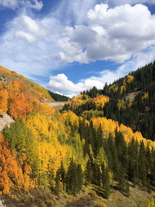 Aspen Near Lime Creek Puzzle