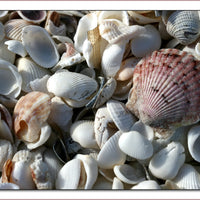 Seashells Puzzle