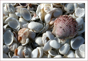 Seashells Puzzle