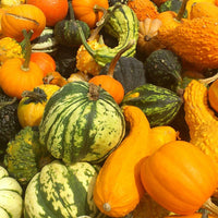 Gourds Galore Puzzle