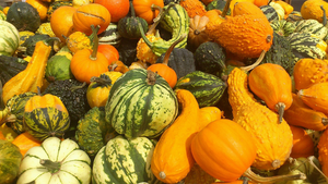 Gourds Galore Puzzle