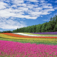 Flower Rainbow Puzzle