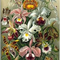 Orchidaceae by Ernst Haeckel Puzzle