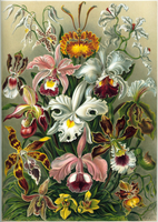 Orchidaceae by Ernst Haeckel Puzzle
