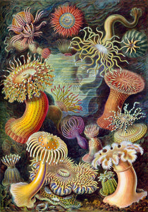 Sea Anemones by Ernst Haeckel Puzzle