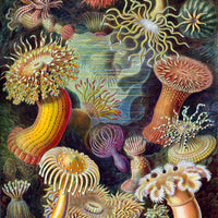 Sea Anemones by Ernst Haeckel Puzzle